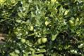 Citrus hystrix